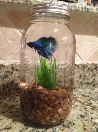 Betta Fish In A Mason Jar I Used Diy Fish Tank Betta Fish Betta