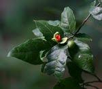 Image result for Dichapetalaceae