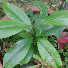 Image result for Picralima nitida