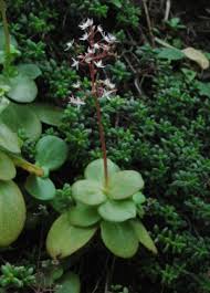 Image result for Crassula zombensis