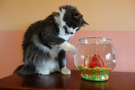 Personally, i love goldfish crackers, and my cats will eat them if they see an opportunity to do so. Do Cats Really Eat Goldfish Petset Com