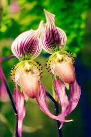 White oak, pennsylvania census data & community profile. Pin On Flowers Plants