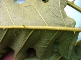 Image result for Solanum chrysotrichum