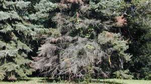To shear the plant, go over the whole plant with your pruning shears. Have A Dying Spruce Tree Fungus May Be The Culprit Chicago Tribune