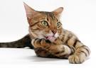 The Top 10 Most Famous & Memorable Cats in History ...
