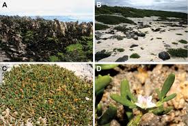 Image result for Sesamum parviflorum