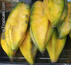 Image result for Carica