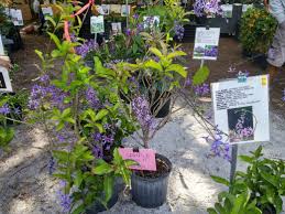 Image result for Petrea volubilis