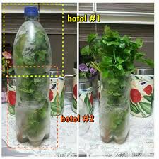 Daun sup antara bahan yang penting dalam masakan. Inilah Khasiat Daun Sup Yang Kita Sendiri Tak Sedar