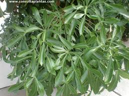 Image result for Cussonia spicata