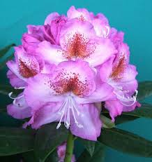 Rhododendron Kazimierz Odnowiciel Royal Violet Alppiruusu Azaleas Rhododendron Green Thumb
