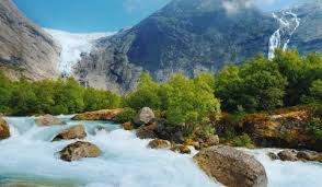 Image result for Oldenlandia verrucitesta