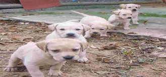 軍公教人員可認養退休緝毒犬 labrador retriever labrador retriever
