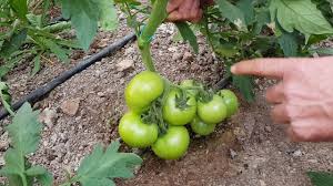 Domateste Dogru Budama Youtube Garden Flower Garden Plants