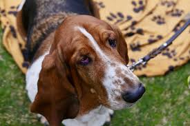 Image result for basset hound