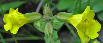 Image result for Mimulus