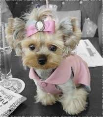 Dugunler Sevimli Dostlarla Guzel Suslu Vitrin Moda Guzellik Aksesuar Ve Kadina Dair Hersey Yorkshire Terrier Yavru Kopek Sevimli Kopekler