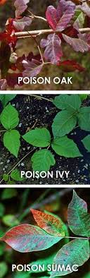 Learn To Differentiate Poisonous Plants While Camping Poisonous Plants Camping Diy Projects Plants