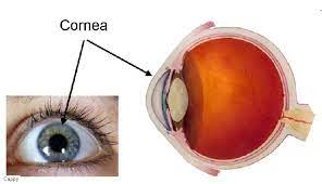 We did not find results for: Kornea Mata Bisakimia