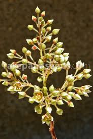 Image result for Faurea discolor