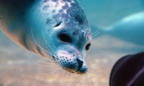 Immer wieder werde junge seehunde, sogenannte heuler, von ihren elterntieren verlassen. Robben Babys In Aktion Familie Kind Natur Westkustenpark Robbarium St Peter Ording St Peter Ording