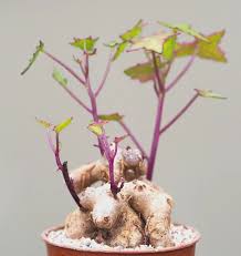 Image result for Senecio oxyriifolius