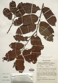 Image result for Malvaceae subfamily Grewioideae