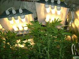 Pl's grow light reflector has a highly reflective finish which provides diffusion. Diy Cfl Hood Grow Room Design Opengrow