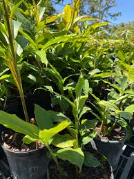 Image result for Aframomum corrorima