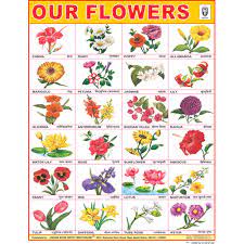 Maybe you would like to learn more about one of these? Educational Posters Or Wall Charts For Schools Or Home Use An Extensive Selection Of Educational Posters Or Wall C Flower Names Flower Chart Flowers Name List