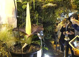 We would love to hear from you! Rare Corpse Flower That Blooms For Few Hours Draws Crowds In Warsaw Daily Sabah