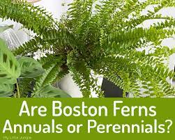 Fertilize your boston fern plant with a houseplant fertilizer monthly from april to september and every other month from october to march. Are Boston Ferns Annuals Or Perennials My Little Jungle