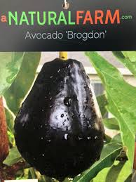 This strong tree withstands frigid temperatures as low as 20 degrees, living up to its name. Avocado Tree Grafted Free Shipping 8 Varieties Cold Tolerant When Mature Little Cado Wurtz Brogdon Fantastic 2 Tall Including 2 Or 3g Pot Not Certified Organic No California A Natural Farm