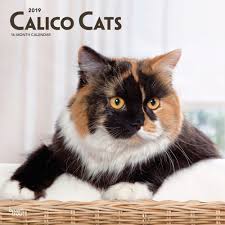 Calico Cats 2019 12 X 12 Inch Monthly Square Wall Calendar Animals Domestic Cats Calico Isbn 978 1 9754 0248 8 Calico Cat Domestic Cat Animals