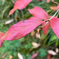 Image result for Triumfetta angolensis