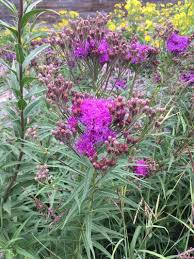 Image result for Vernonia stenocephala