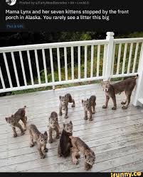 Mama Lynx And Her Seven Kittens Stopped By The Front N Alaska You Rarely See A Litter This Big Ifunny Funny Animals Cute Animals Pets