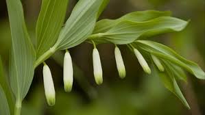 Schnittgut Alles Aus Dem Garten Br Fernsehen Fernsehen Br De