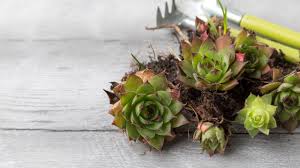 How To Grow And Care For Kalanchoe | Gardener'S Path