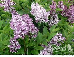 Tree form reaches 9 to 11 ft. Miss Kim Lilac Syringa Patula Miss Kim Bylands Nurseries Ltd