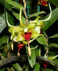60 In A Series The 2018 Pacific Orchid Exposition Dendrobium Tobaense Var Giganteum Species Orchid Explore High Was 158 On 3 18 18 2 18 Orchids Mad Hatter Tea Party Mad Hatter Tea