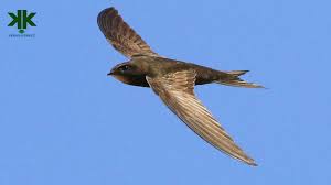 yere hic inmeyen ucarken uyuyabilen kus ebabil izlesene com