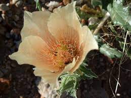 30 Mojave Desert Wildflowers Mentzelia Involucrata Wild Flowers Flower Pictures Yellow Wildflowers