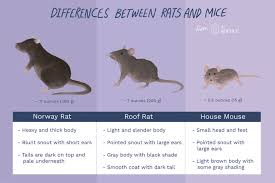 What To Know About The Difference Between Rats And Mice En 2020