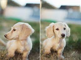 Litter of 4 miniature long hair ckc dachshund puppies. My Cream Long Haired Mini Daschund Brody Minidoxie Cute Dogs Puppies And Kitties Dachshund Puppies