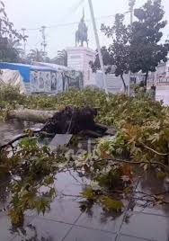 درخت کهنسال در شهرداری رشت بر اثر شدت باران سقوط کرد