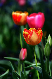 Bunga tulip berbentuk cangkir, berwarna cerah dan anggun dengan tangkai hijau yang panjang. Sejarah Bunga Tulip Bunga Nasional Turki Dan Iran Scarf Media