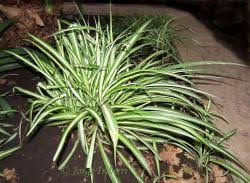 Image result for Asparagaceae