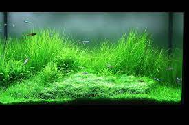 My New Ada 2ft Tank I Have 15 Cardinal Tetras 3 Otto Cats Some Cory Cats And Some Black Striped Neons I Have Been Working On The Ta Fish Tank Photo Plants