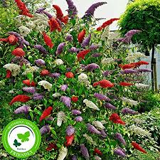Related posts of winterharte büsche für den garten. 3x Fliederbaum Buddleja Davidii Schmetterlingsflieder Fliederbaum Winterhart Rot Weiss Blau Hohe 25 30 Cm Topf O 9 5 Cm Amazon De Garten